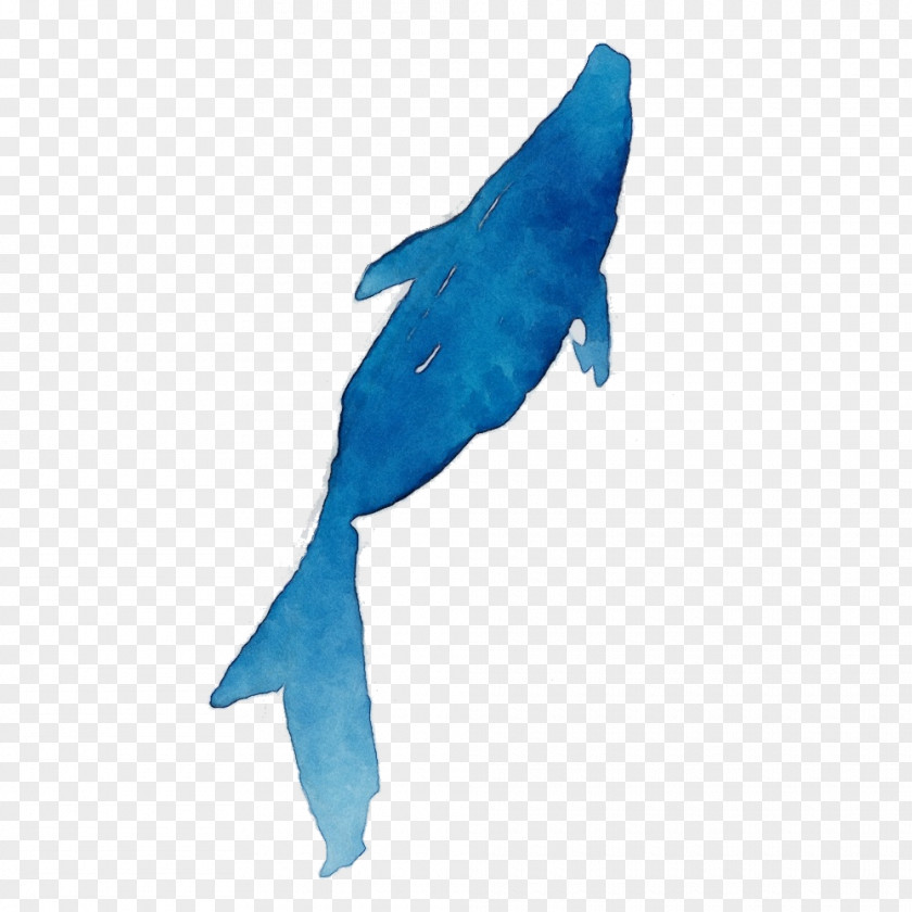 Fin Turquoise Fish Dolphin PNG