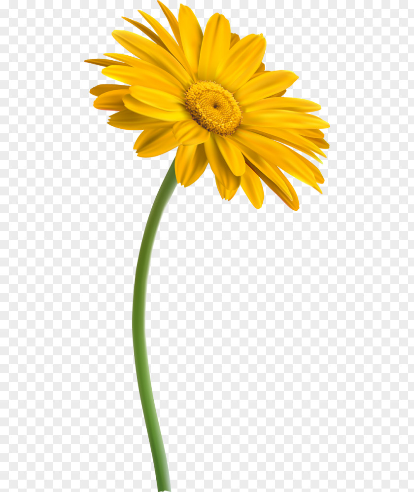 Flower Transvaal Daisy Yellow Green Clip Art PNG