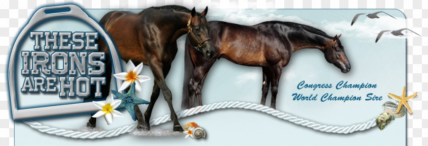 Horse Saddle Mustang Bridle Rein Harnesses Halter PNG