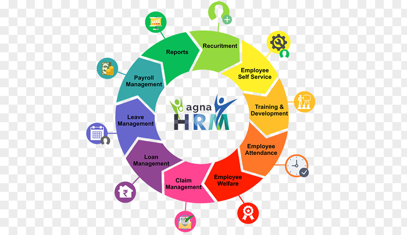 Human Resource Management Organization Business Development Marketing Consultant PNG