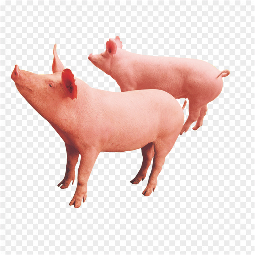 Pig Livestock Download PNG