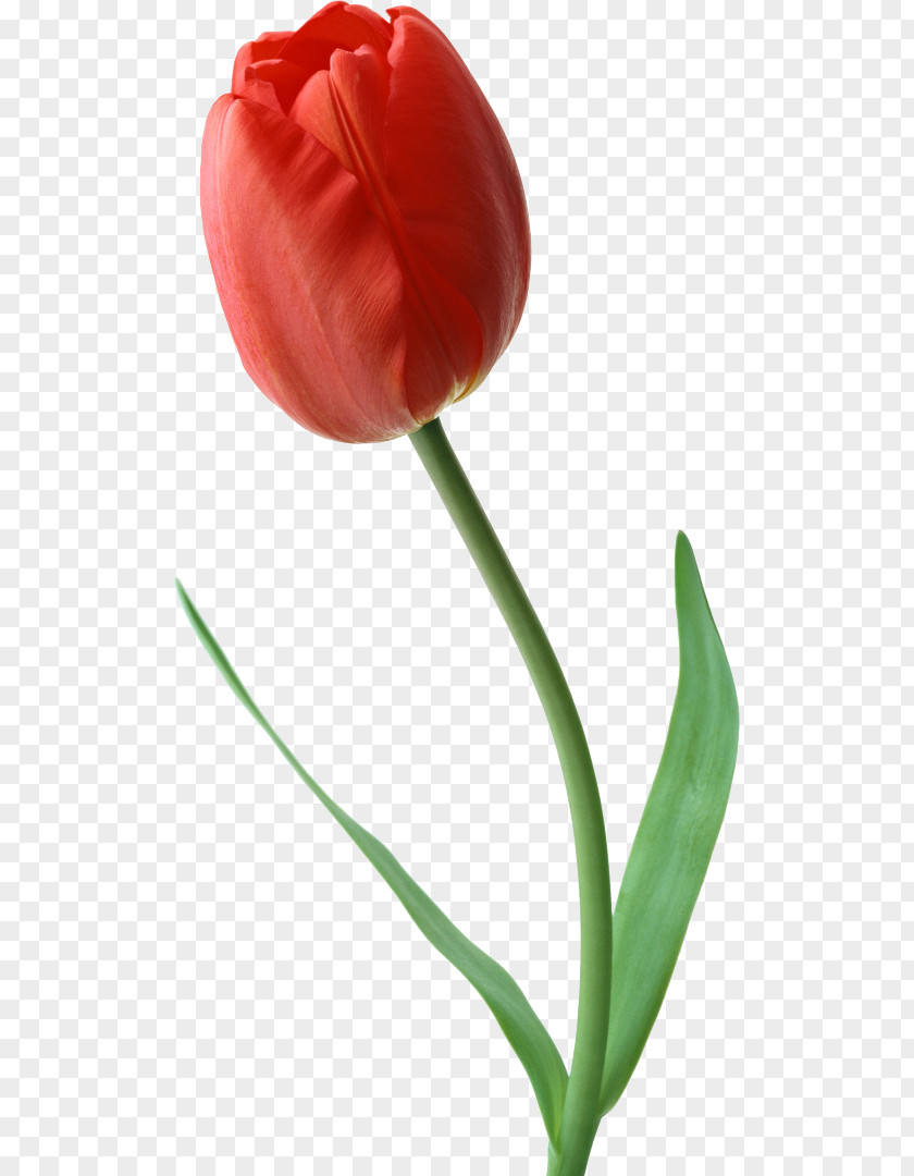 Tulip Indira Gandhi Memorial Garden Cut Flowers Rose PNG