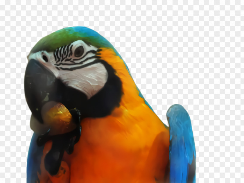 Wildlife Closeup Colorful Background PNG