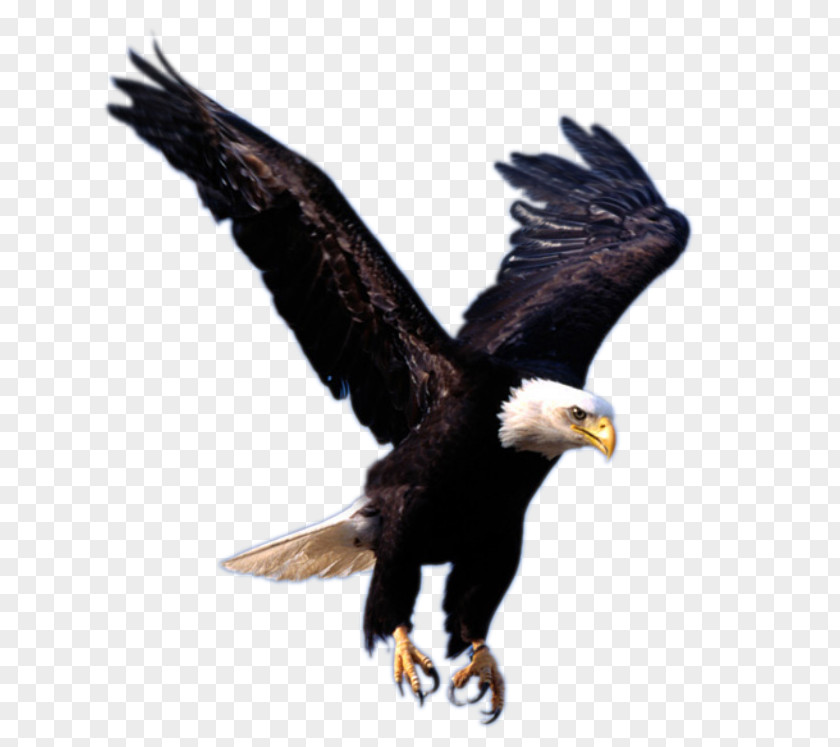 Flying Eagle Image, Free Download Clip Art PNG