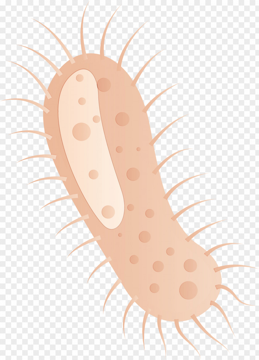 Mouth Flatworm Worm Ear PNG