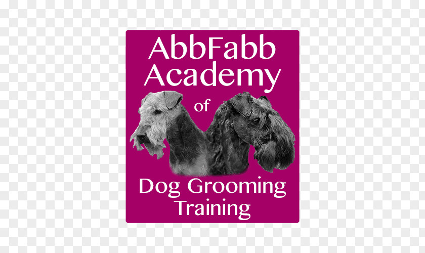 Puppy Schnoodle Schnauzer Dog Breed Abbfabb Academy Of Grooming Training PNG