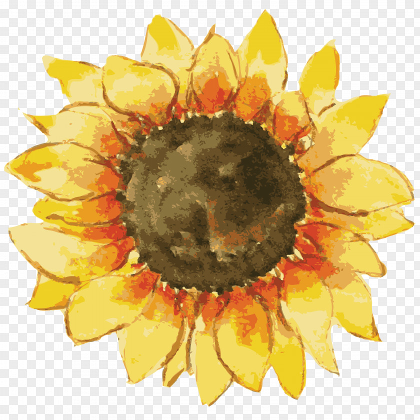 Sunflower Common Gift Pin-back Button Zazzle PNG