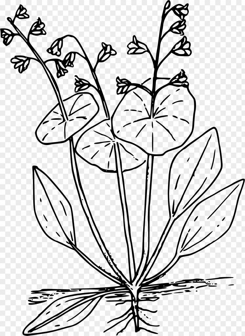 Lettuce Claytonia Perfoliata Clip Art PNG
