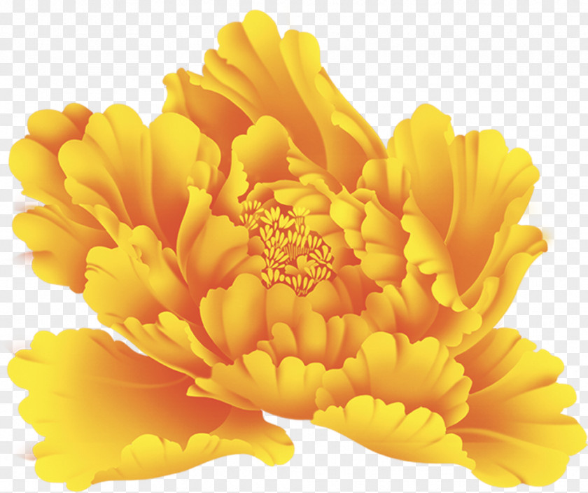 Peony Flower Clip Art PNG