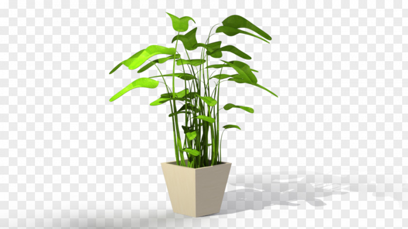 Potted Plant Houseplant Flowerpot Tree PNG