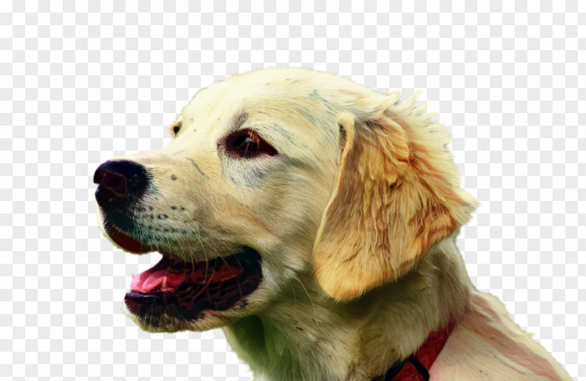 Rare Breed Dog Ancient Breeds Golden Retriever Background PNG