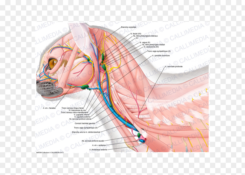 Superficial Temporal Nerve Blood Vessel Muscle Anatomy Neck PNG