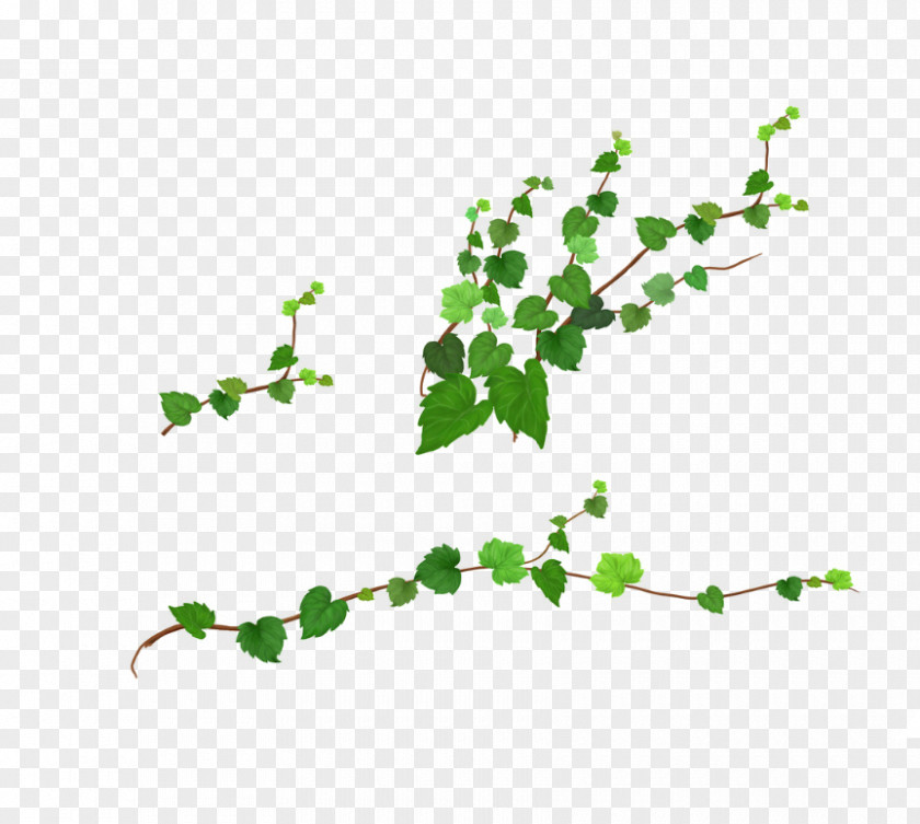 Vine Material PNG material clipart PNG