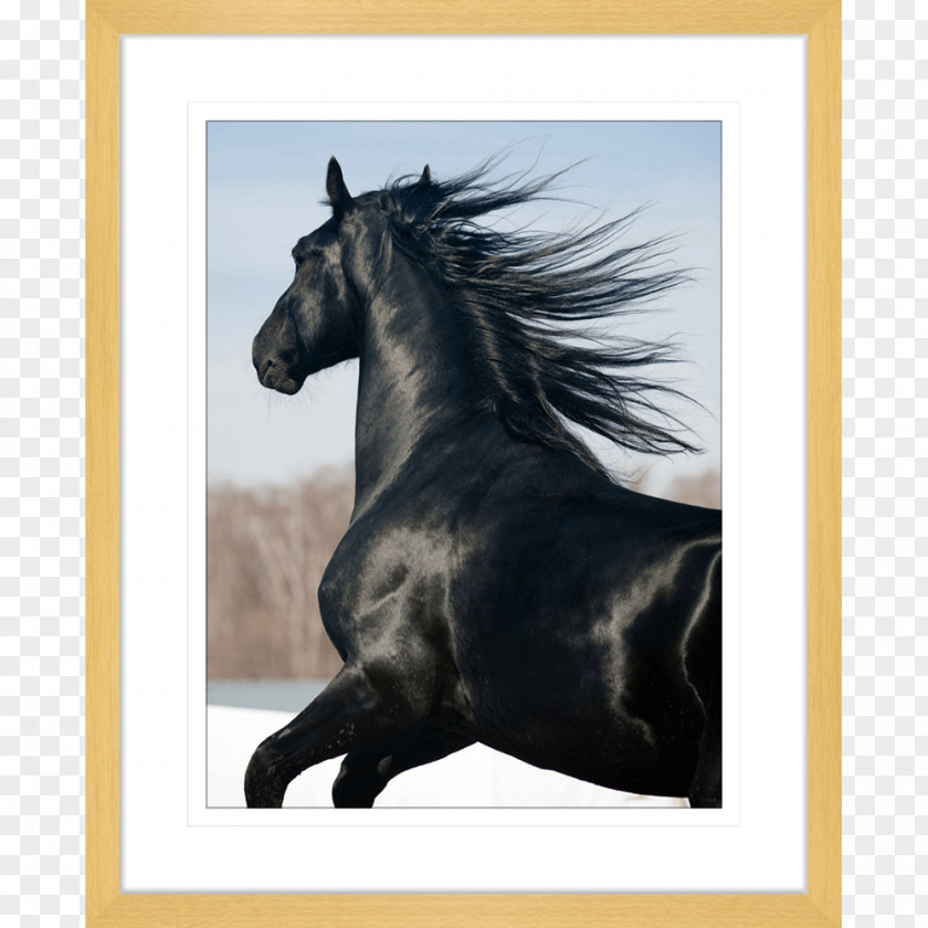 Watercolor Horse Stallion Friesian Mustang Photography Art PNG