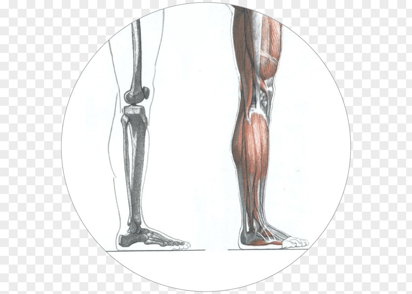 Artrosis De Rodilla Calf Die Gestalt Des Menschen: Lehr- Und Handbuch Der Künstleranatomie Human Anatomy PNG