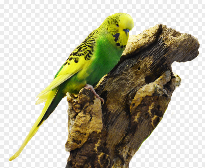 Feather Budgerigar Parakeet Beak Toy PNG