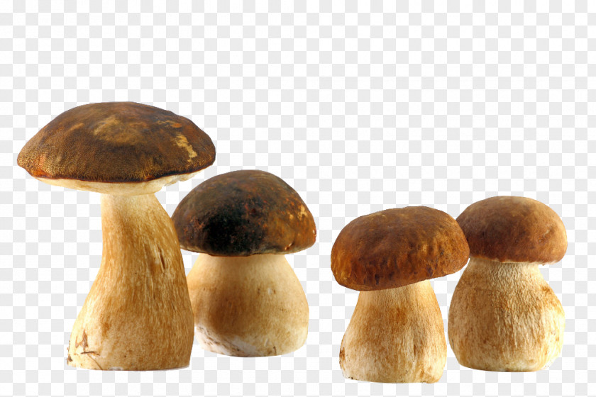 Fresh Mushrooms Boletus Edulis Edible Mushroom Fungus Common PNG