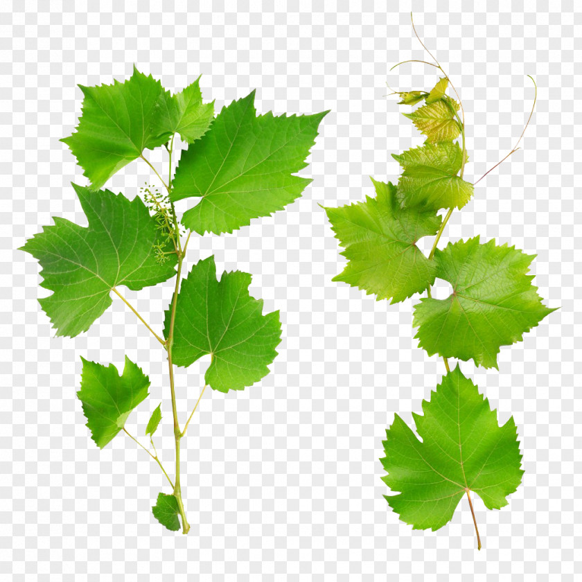 Green Grape Leaves Wine Common Vine Leaf PNG