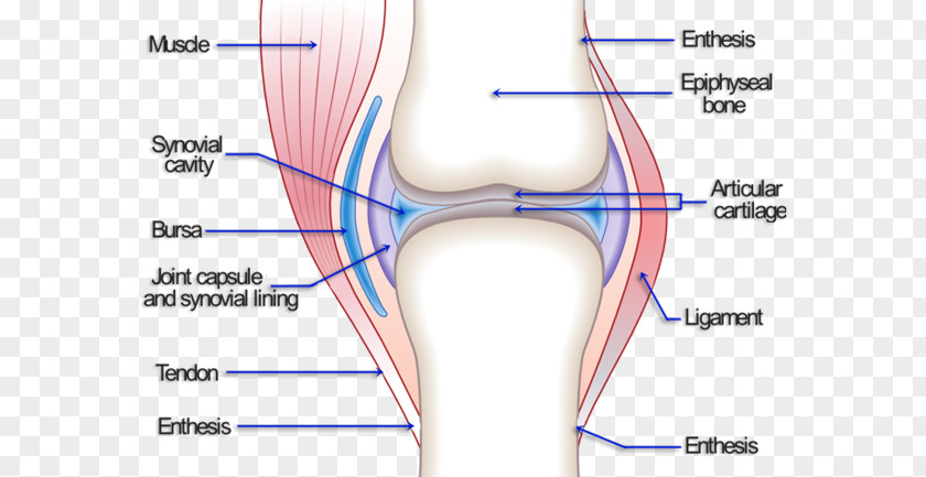 Joint Pain Knee Hip Osteoarthritis PNG