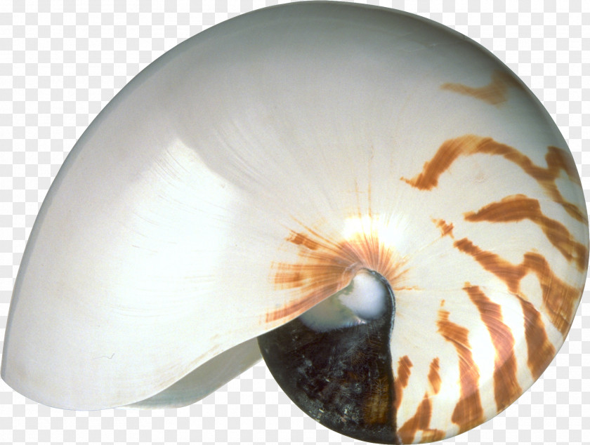 Oyster Chambered Nautilus Molluscs Seashell Invertebrate PNG