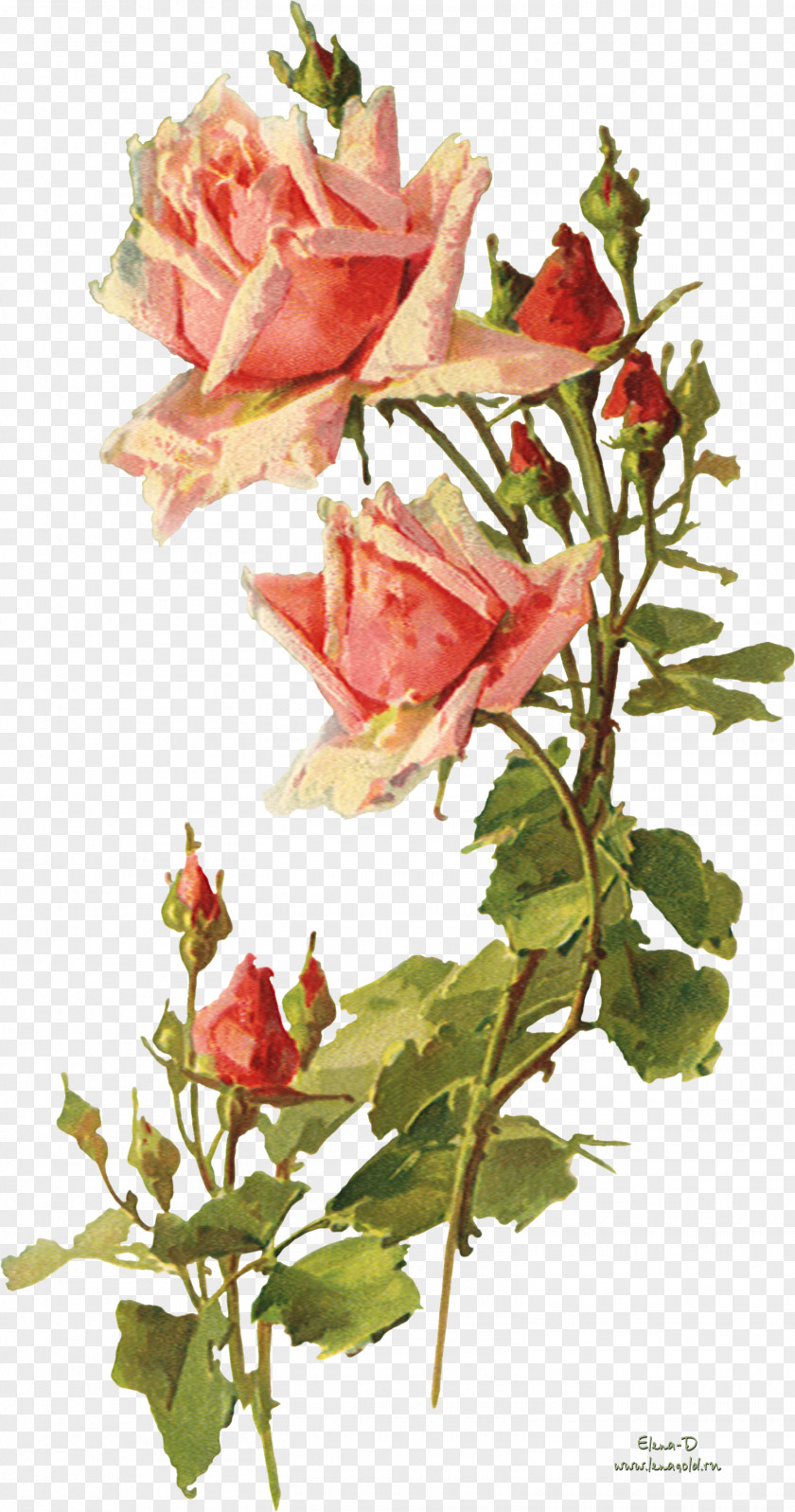 Watercolor Leaves Garden Roses Flower Vintage Clothing Clip Art PNG