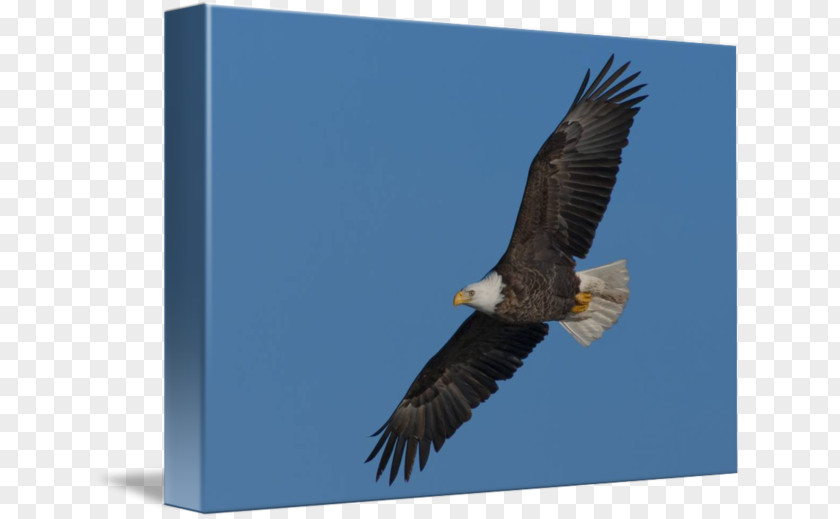 Eagle Bald Buzzard Hawk Stock Photography PNG