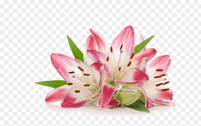 Flower Cut Flowers Photography White Pink PNG