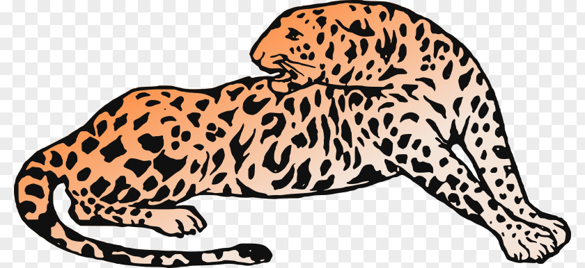 Leopard Cheetah Jaguar Tiger Whiskers PNG