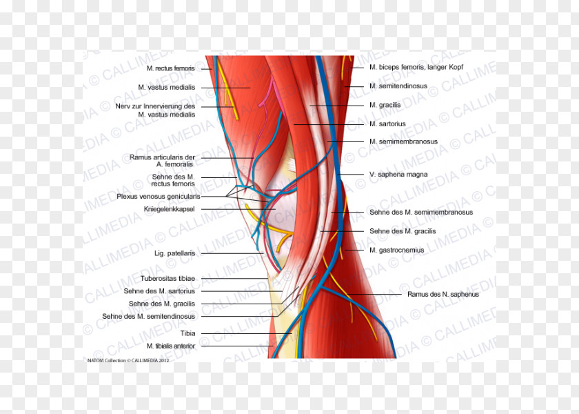 Nerve Muscle Medial Knee Injuries Human Anatomy PNG