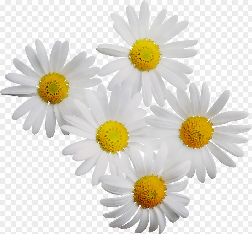 Shampoo Essential Oil Image Flower Chamomile PNG