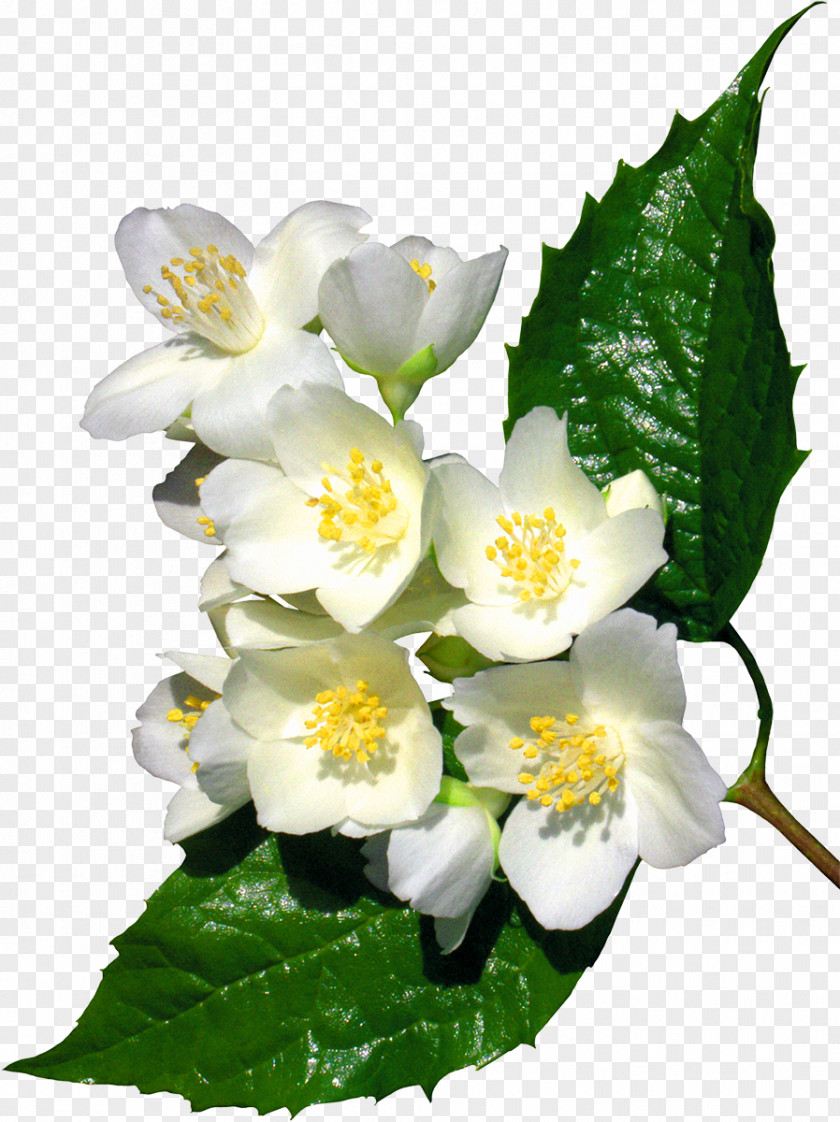 White Flower Jasminum Officinale Tulip Clip Art PNG