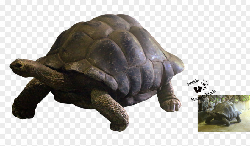 Tortoide Box Turtle Reptile Tortoise Terrestrial Animal PNG