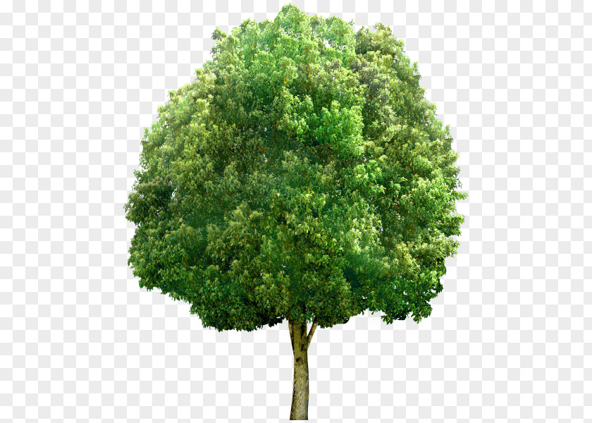 Tree Stock Photography Deciduous PNG
