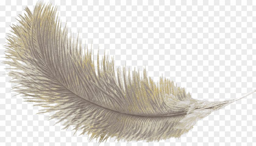 Feather Icon PNG