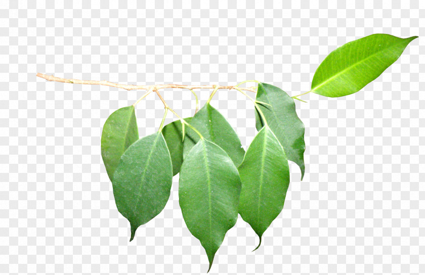 Green Leaves Leaf Raster Graphics Clip Art PNG