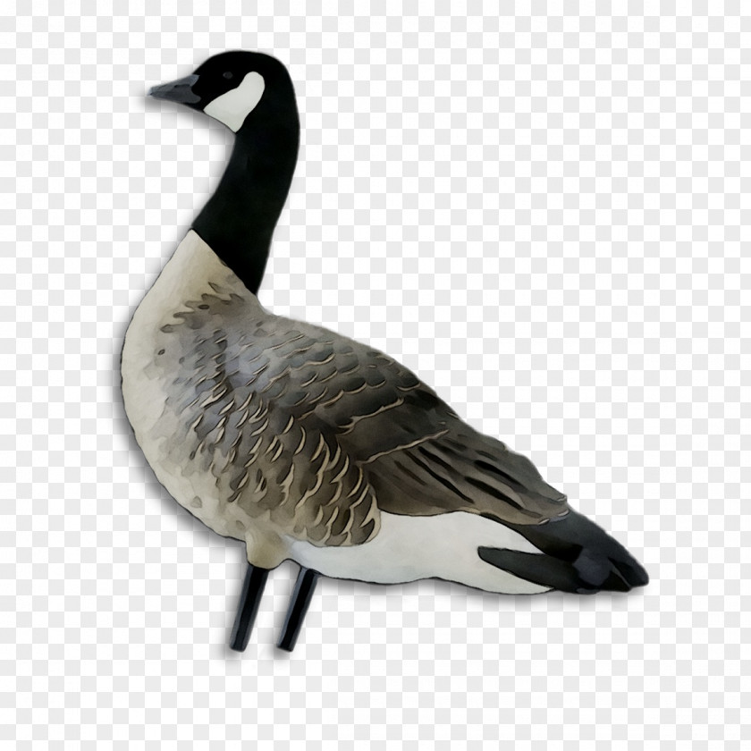 Greylag Goose Duck Bird Canada PNG