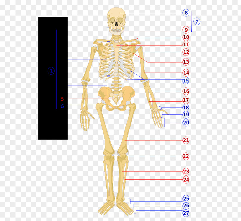 Human Bones Skeleton Body Diagram Physiology PNG