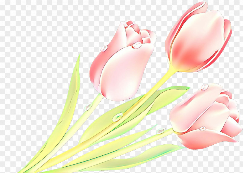 Lily Family Cut Flowers Pink Tulip Flower Plant Petal PNG