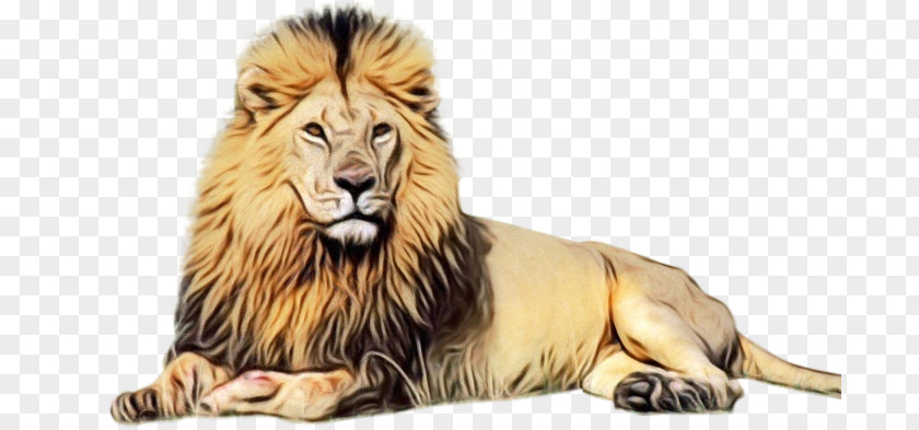 Lion Tiger Desktop Wallpaper NSTSE Felidae PNG