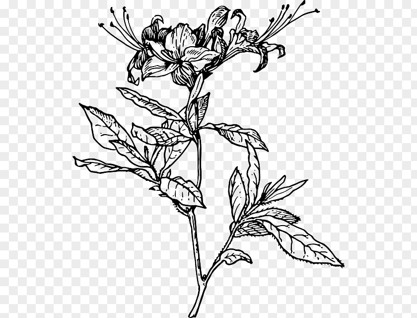 Symbol Chinese Knot Azalea Drawing Rhododendron Clip Art PNG