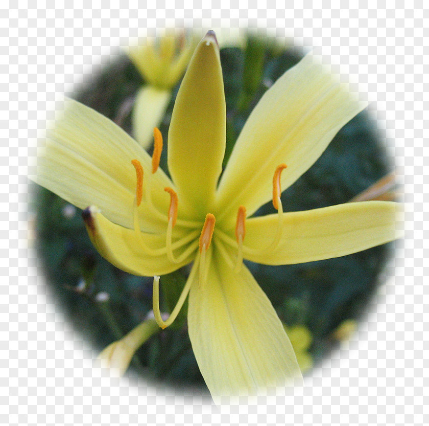 Watercolor Yellow Lilies Lilium Therapy Herbalism Spontaneität PNG