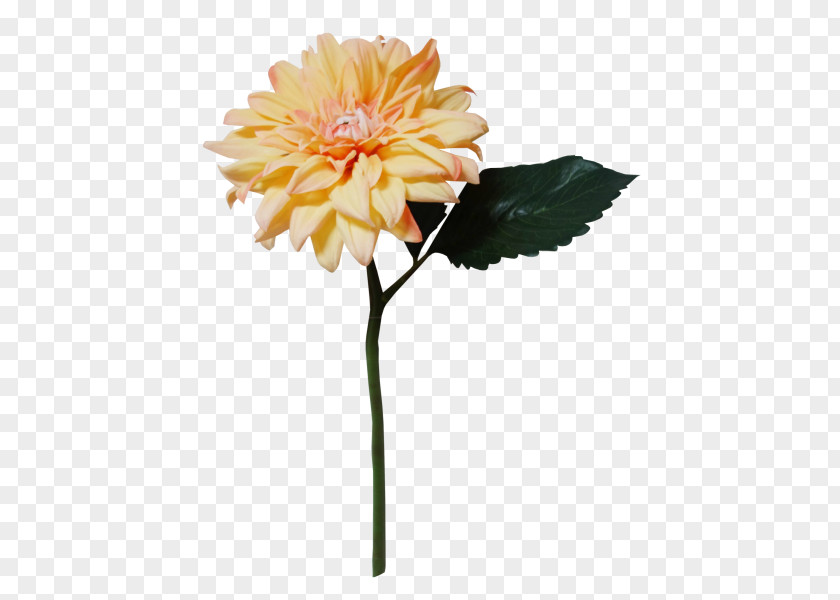 Chrysanthemum Transvaal Daisy Dahlia Cut Flowers PNG