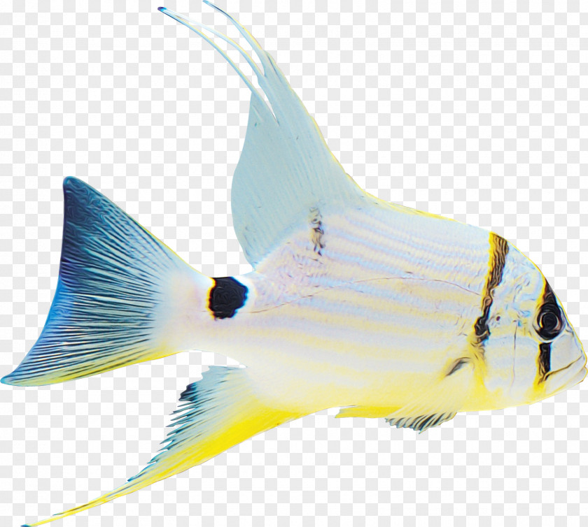 Fish Fin Coral Reef Butterflyfish PNG