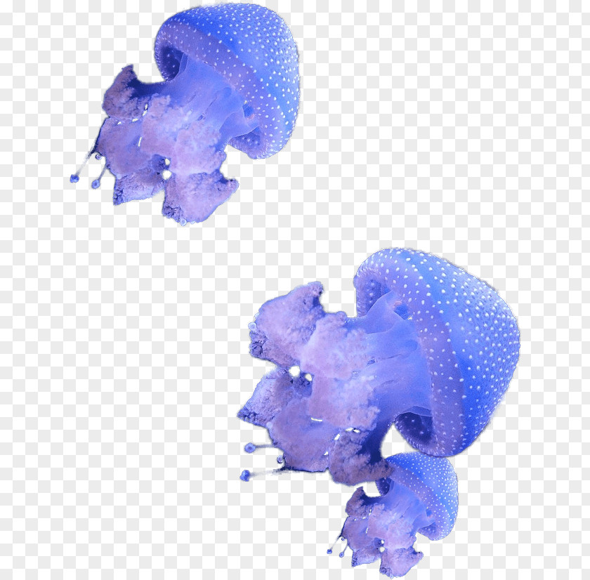 Jellyfish Hydrozoa Deep Sea Creature Marine Invertebrates PNG