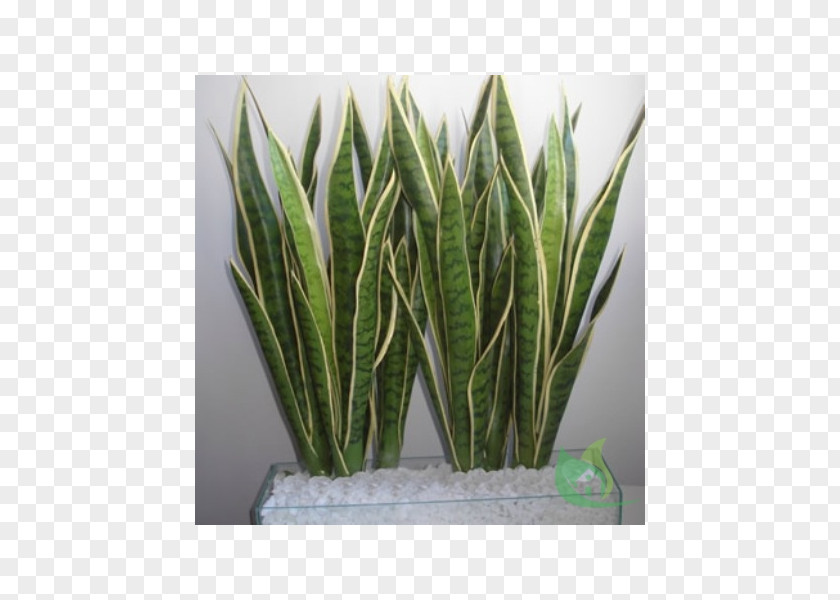 Plant Viper's Bowstring Hemp Rhizome Burknar Sago Palm PNG