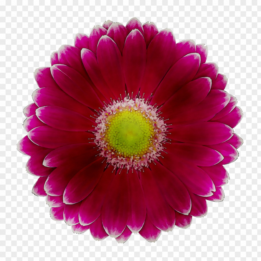 Transvaal Daisy Chrysanthemum Cut Flowers Magenta Close-up PNG