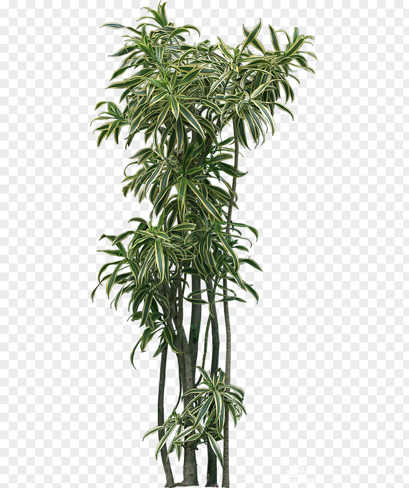 Tree Window Flowerpot Houseplant PNG