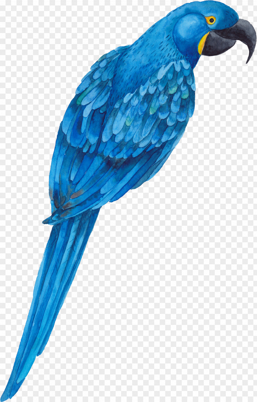 Blue Parrot Bird PNG