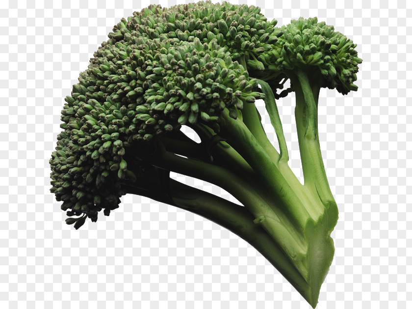 Broccoli Slaw Vegetable Coleslaw PNG