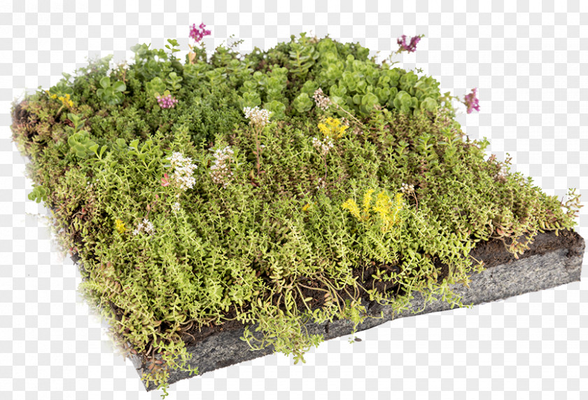 Grass Green Roof Stonecrop Dachdeckung PNG